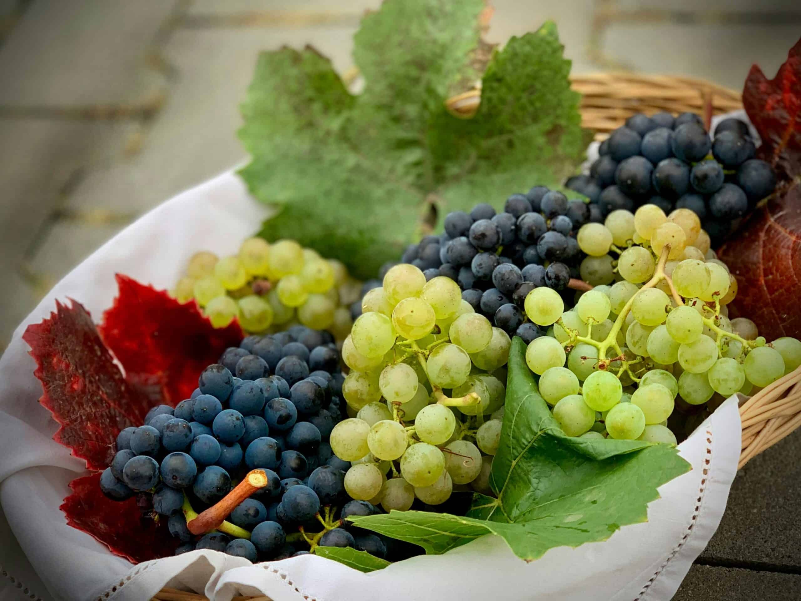 Benefits of grapes for skin, heart, and immunity